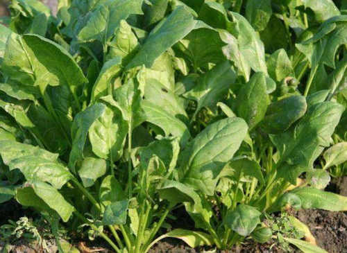 尿酸高的人能吃菠菜吗? 尿酸高的人能吃菠菜吗?