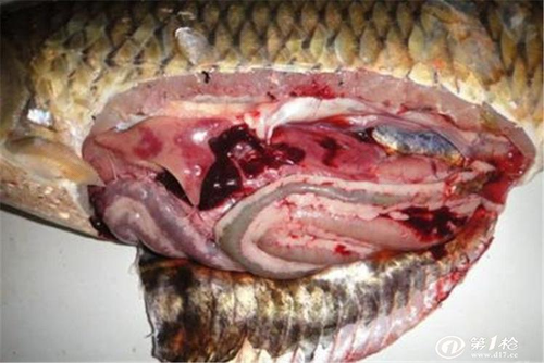 肠炎能不能吃鱼肉 肠炎能不能吃鱼肉