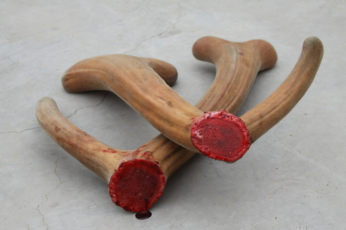 高血压能不能吃鹿茸片 高血压能不能吃鹿茸片