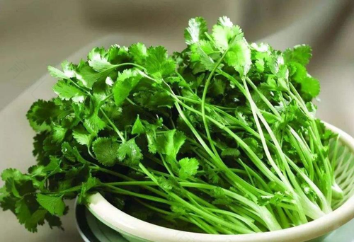 慢性肾炎能不能吃香菜 慢性肾炎能不能吃香菜