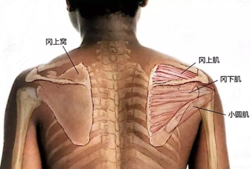 女性右肩膀酸痛是怎么回事 女性右肩膀酸痛是怎么回事