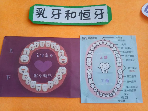 了解儿童牙齿萌出的基本规律