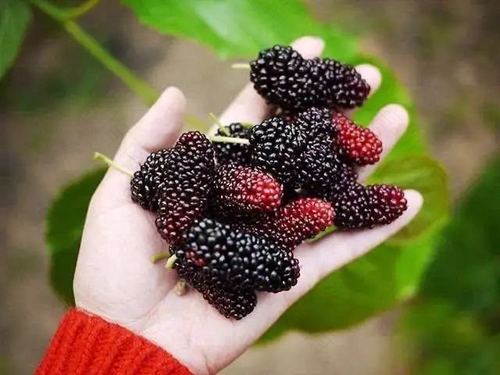 感冒能不能吃桑葚