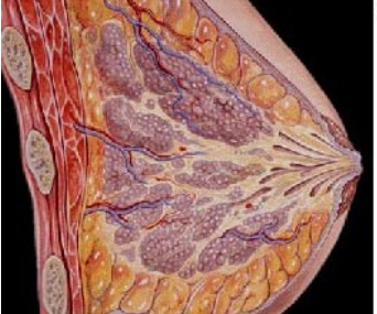 女性乳房疾病挂什么科 女性乳房疾病挂什么科