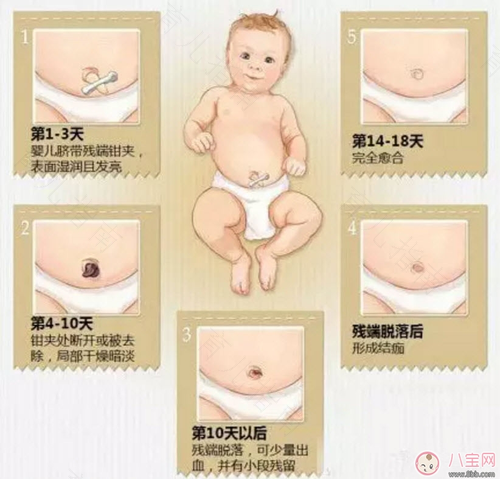 脐带是怎么长出来的