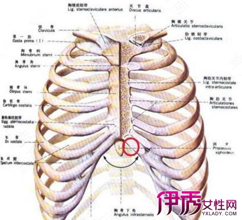 乳房下面肋骨按压疼是怎么回事 乳房下面肋骨按压疼是怎么回事