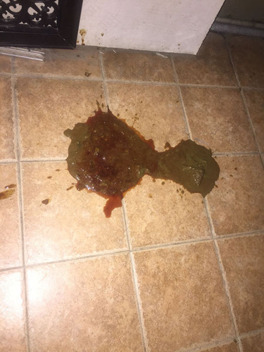 狗狗拉肚子拉血怎么办 狗狗拉肚子拉血怎么办