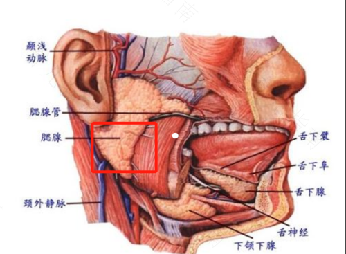 腮腺炎能不能吃鸡肉和猪肉 腮腺炎能不能吃鸡肉和猪肉