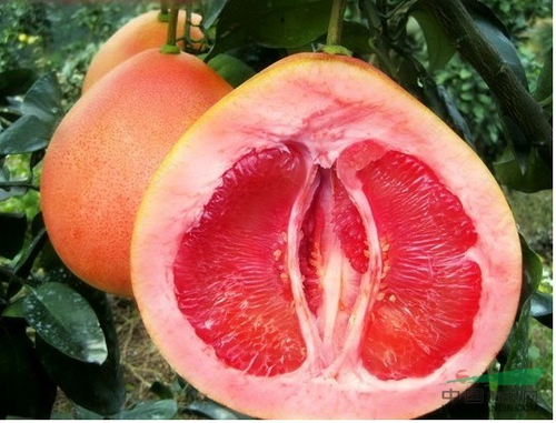 血糖高能不能吃红柚子