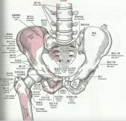 盆骨右边疼是怎么回事 盆骨右边疼是怎么回事
