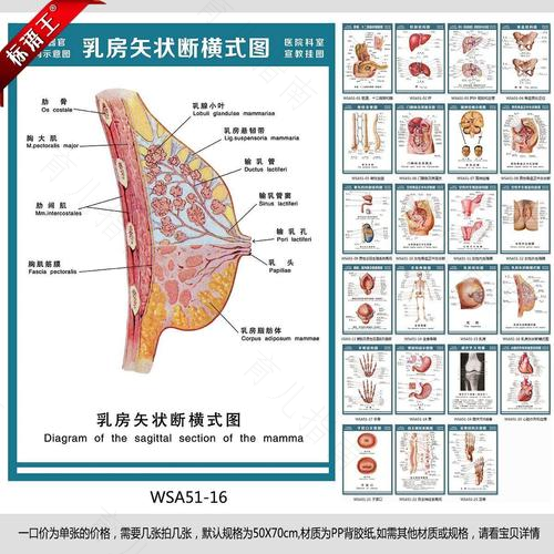 哺乳期乳房血管明显是怎么回事 哺乳期乳房血管明显是怎么回事