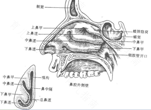 宝宝鼻甲肥大症状及治疗 宝宝鼻甲肥大症状及治疗