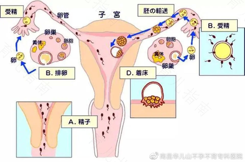 子宫薄怎么可以增厚 子宫薄怎么可以增厚
