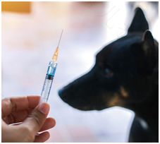 百白破会发烧吗