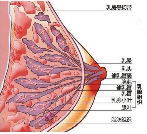 乳腺增生可以用手按摩乳房吗 乳腺增生可以用手按摩乳房吗