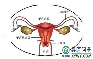 宫颈比较深是什么意思 宫颈比较深是什么意思