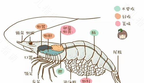 胃不好能不能吃虾米