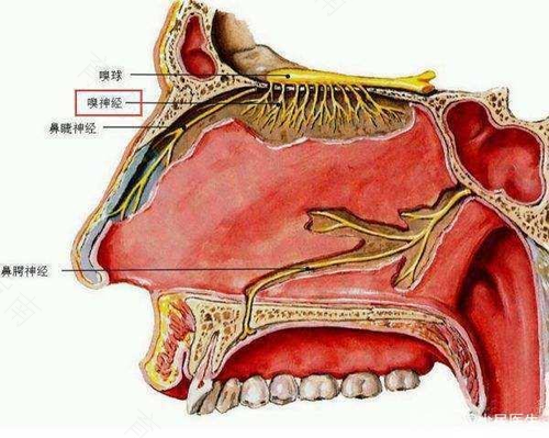 早上醒来嗓子有粘痰怎么办