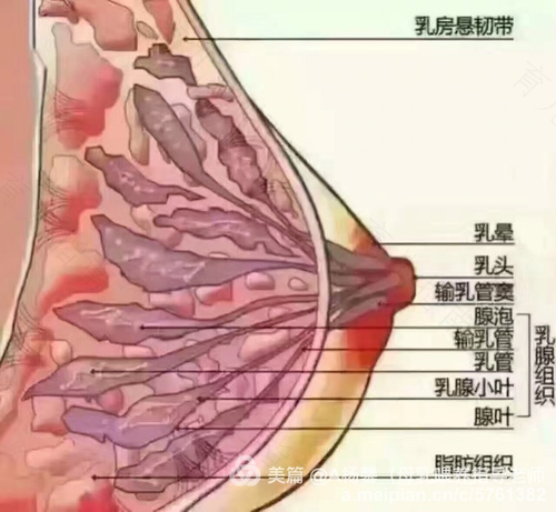 乳头很痒怎么解决 乳头很痒怎么解决
