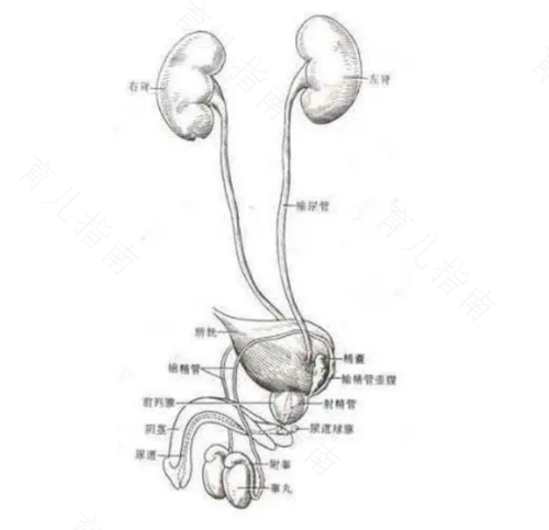 小便时尿道刺痛有血丝是怎么回事 小便时尿道刺痛有血丝是怎么回事