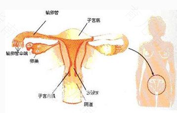 怎么知道有没有输卵管炎症 怎么知道有没有输卵管炎症