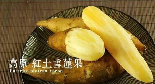 糖尿病人能不能吃雪莲果? 糖尿病人能不能吃雪莲果?