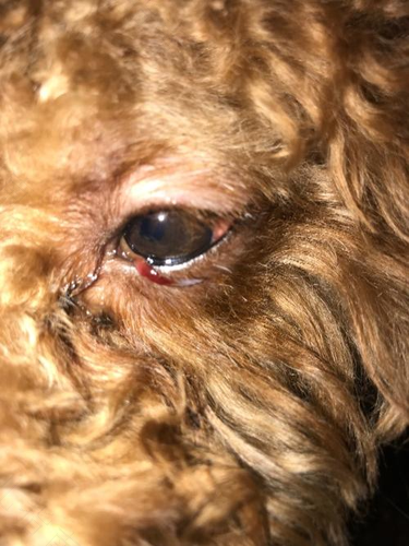 眼睛红是怎么回事? 眼睛红是怎么回事?