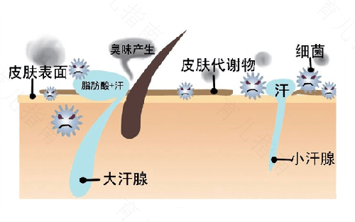 什么会引起狐臭异味 什么会引起狐臭异味