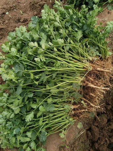 贫血不能吃香菜吗