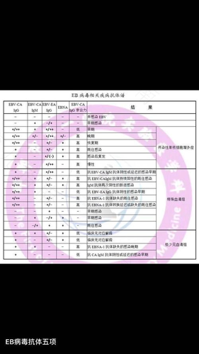 eb病毒四项主要看什么