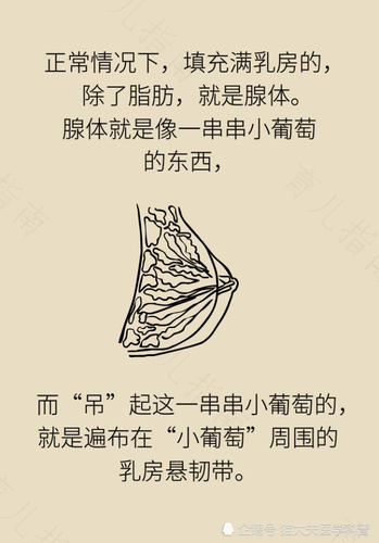 乳腺正常厚度是多少正常 乳腺正常厚度是多少正常