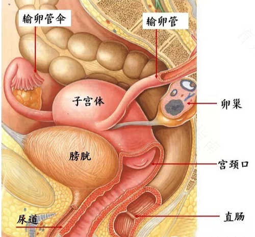 子宫在后背对应的位置 子宫在后背对应的位置