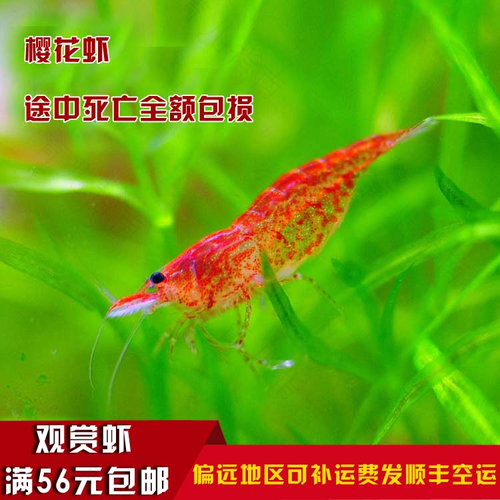 胆囊炎能吃鱼虾吗 胆囊炎能吃鱼虾吗