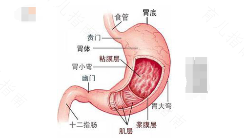 胃病怎么治疗和调理 胃病怎么治疗和调理