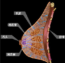 乳腺小叶癌容易复发吗 乳腺小叶癌容易复发吗