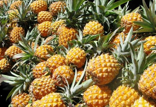 上火了能吃菠萝吗 上火了能吃菠萝吗