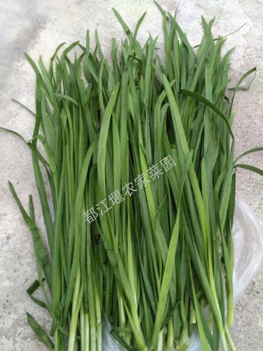 常见蔬菜：韭菜的食用宜忌