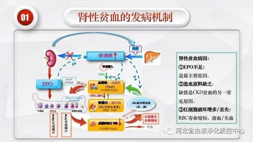 贫血症怎么治疗