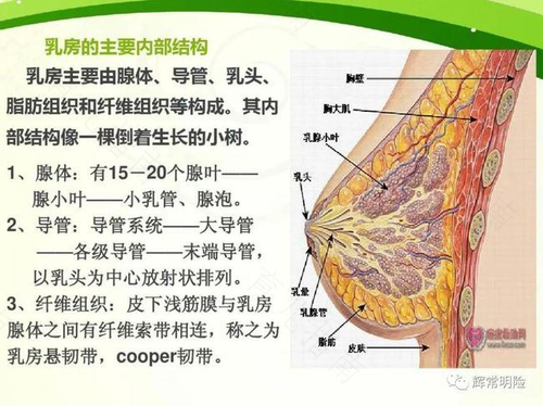 乳腺结节做什么运动效果最好 乳腺结节做什么运动效果最好