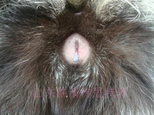 女外阴痒还有白屑是怎么回事 女外阴痒还有白屑是怎么回事