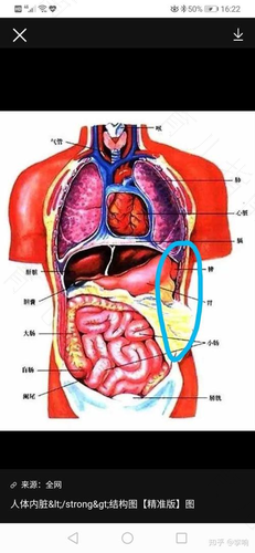 经常小腹疼痛是怎么回事? 经常小腹疼痛是怎么回事?