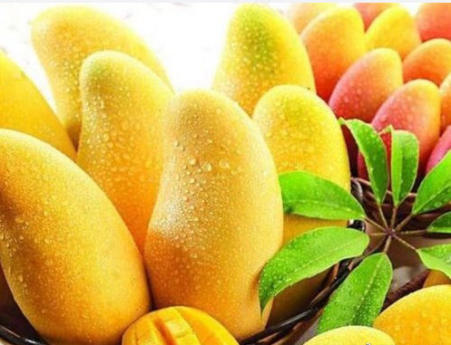 拉肚子能不能吃芒果? 拉肚子能不能吃芒果?