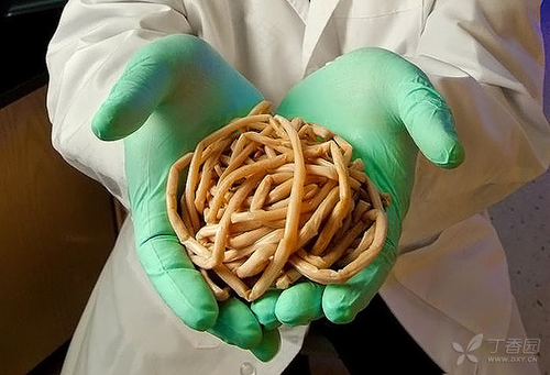 身体里有蛔虫怎么治 身体里有蛔虫怎么治