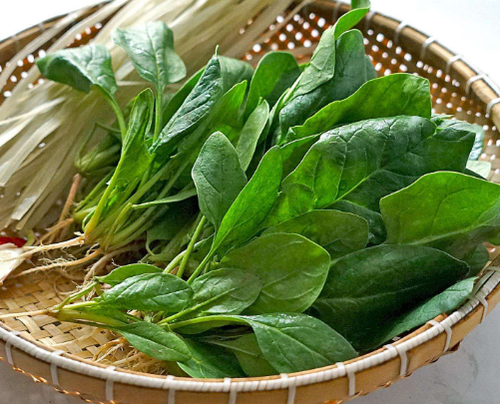 拉肚子能不能吃菠菜? 拉肚子能不能吃菠菜?