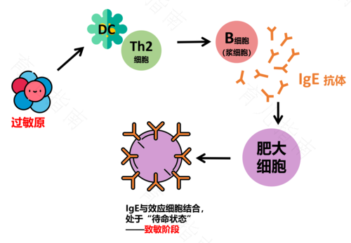 过敏反应是自身免疫过强吗 过敏反应是自身免疫过强吗