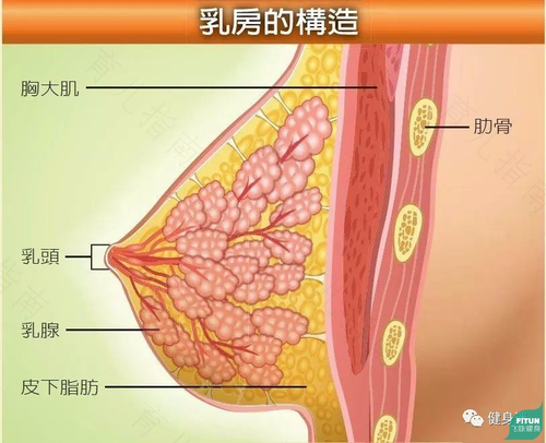 乳房突然变黑是什么原因 乳房突然变黑是什么原因