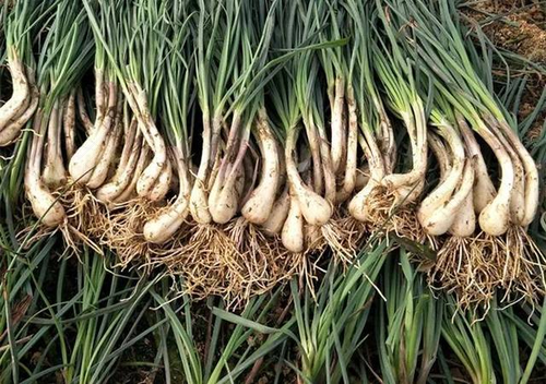 荞头什么人不能吃