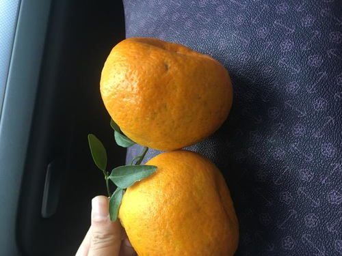 感冒能不能吃桔子吗