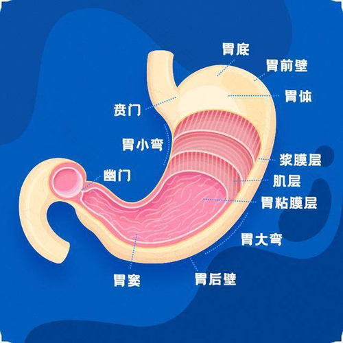 稚嫩肠胃，需“精”心呵护