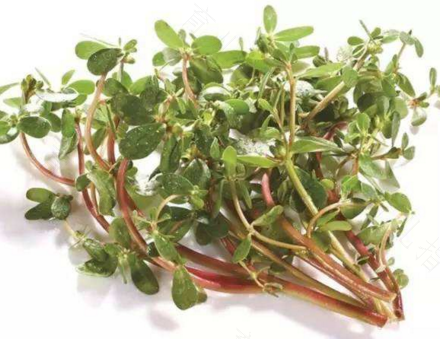 马齿菜不能和什么吃 马齿菜不能和什么吃